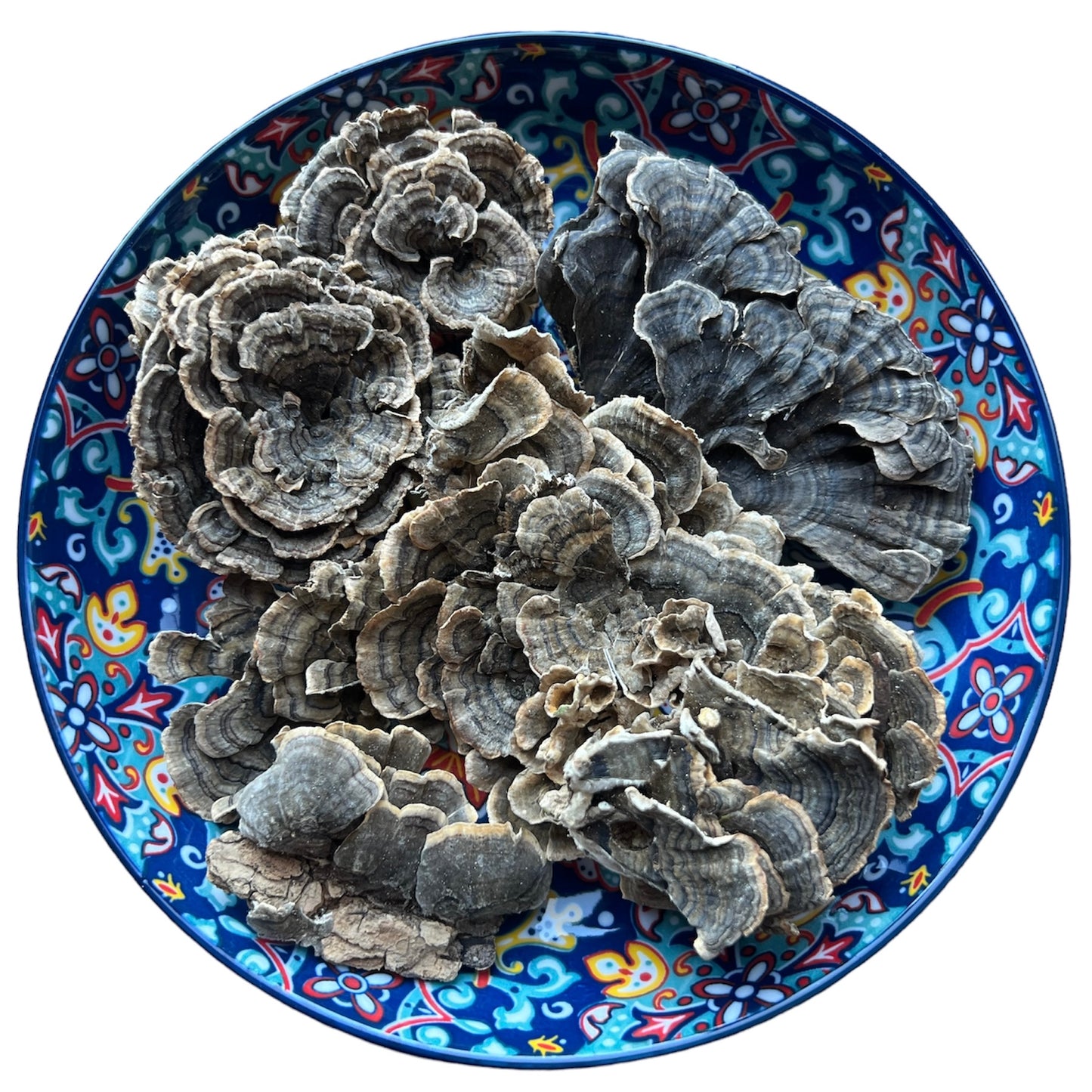 野生雲芝 100g Trametes versicolor