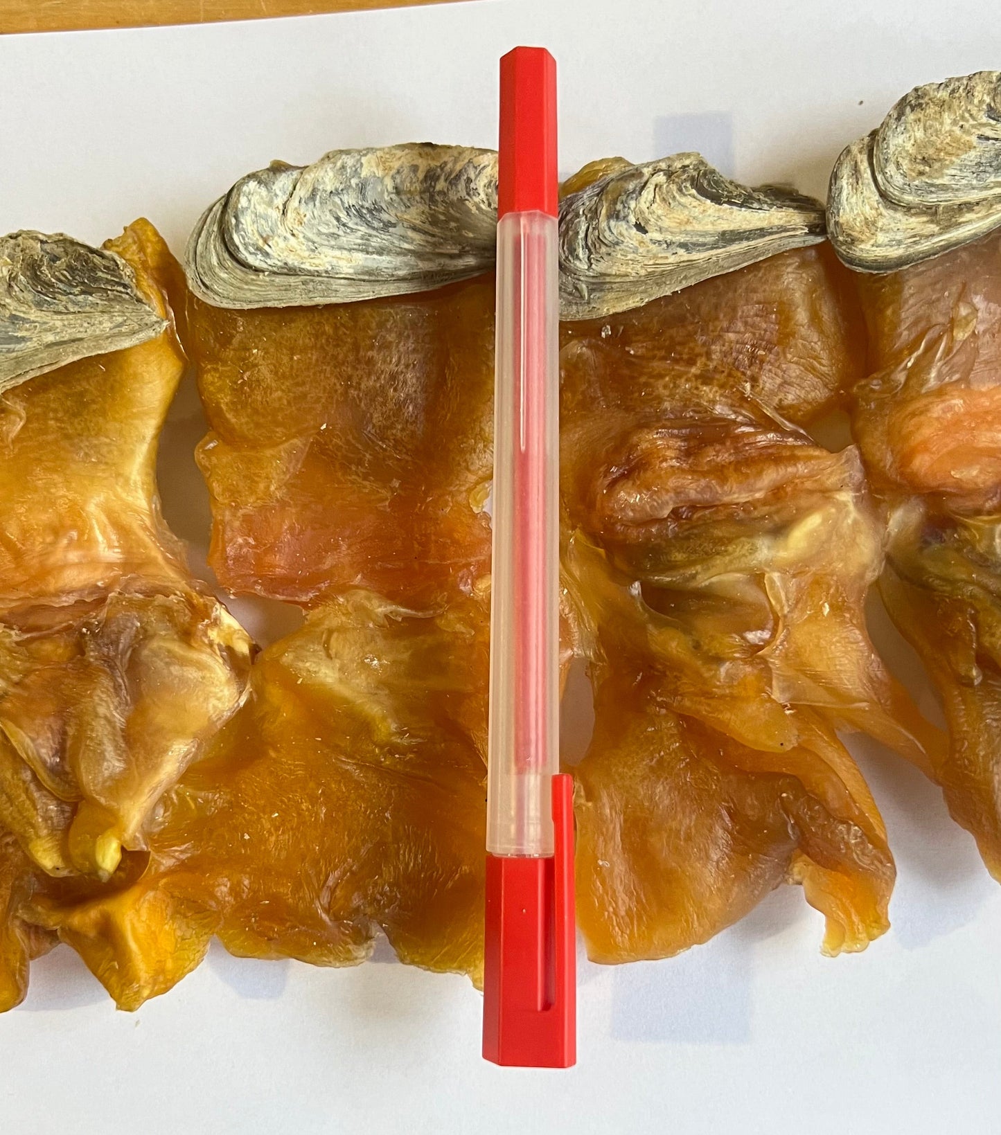 15頭美國特大有奄響螺［200g 5隻］U.S. Dried Conch Meat Jumbo Size 5pcs