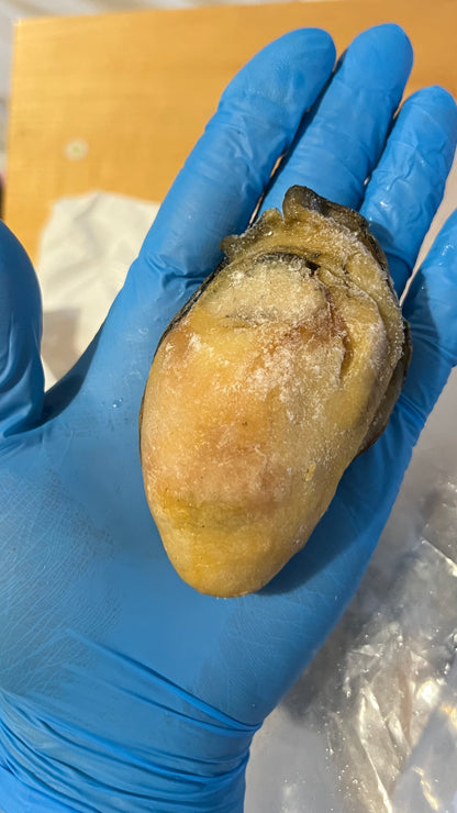 金蠔皇 8-9隻（>320g) Golden Oysters XXL