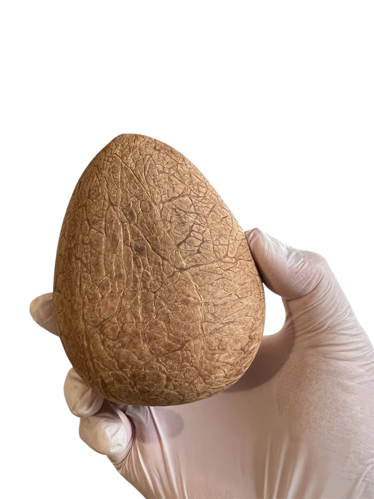 印度椰子 （1個約190-200g) India Coconut