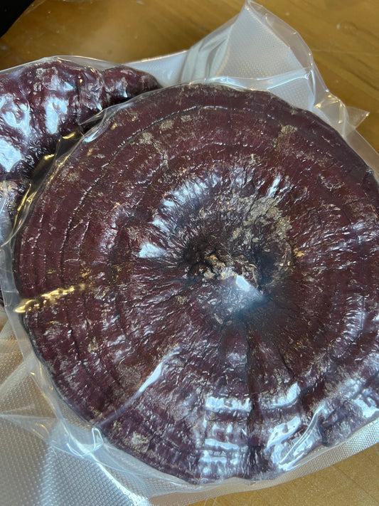 野生赤靈芝 兩朵（190-200g）Wild Red Reishi
